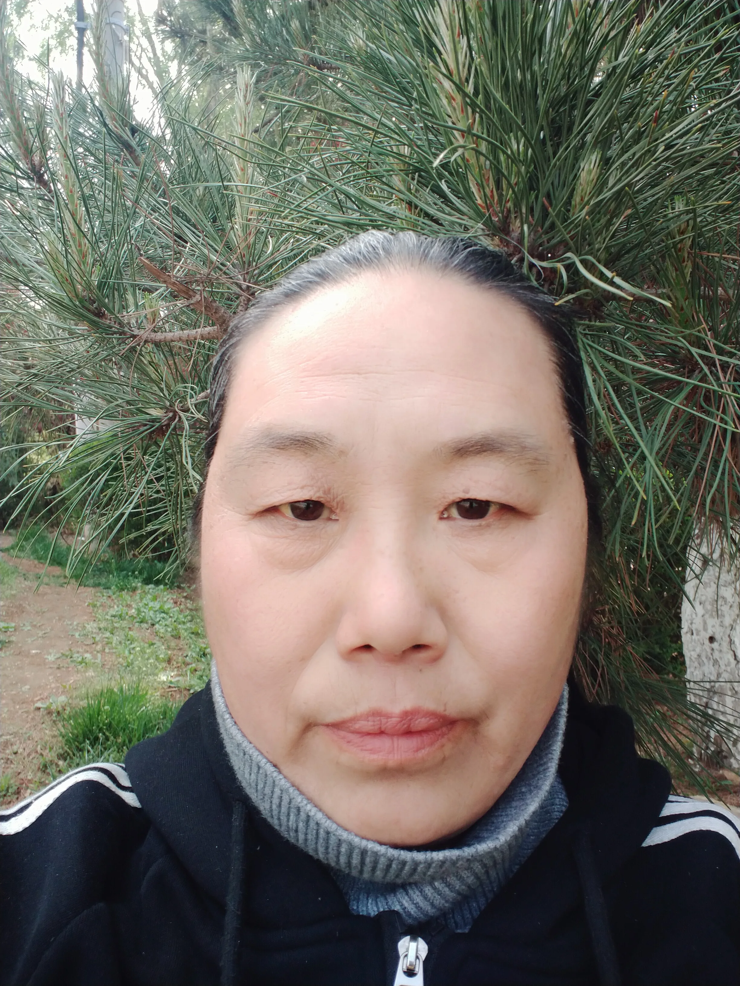 Chinese cultivator