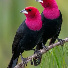Musa